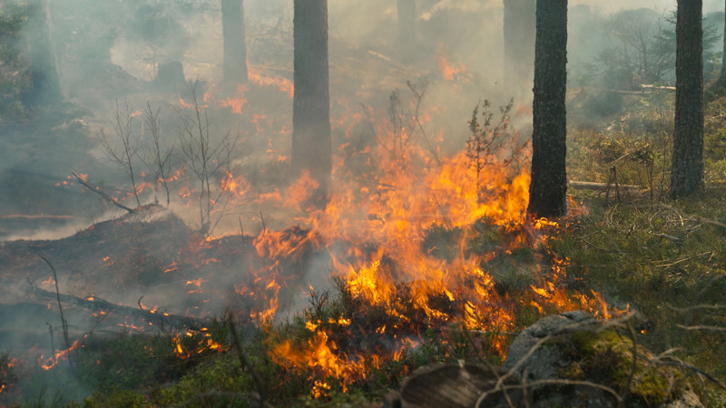 Forest burning with orange flames and smoke